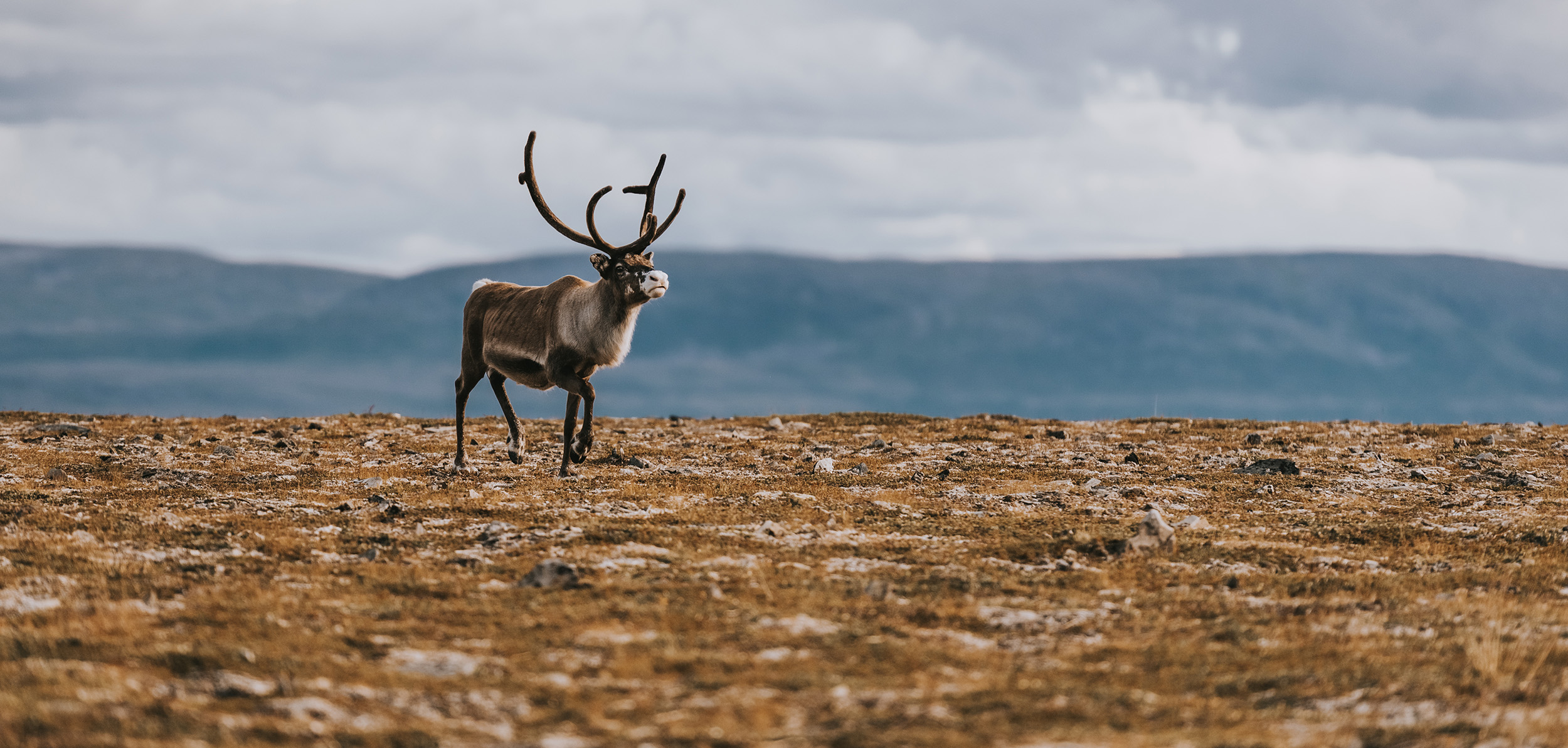 Reindeer cover photo main page